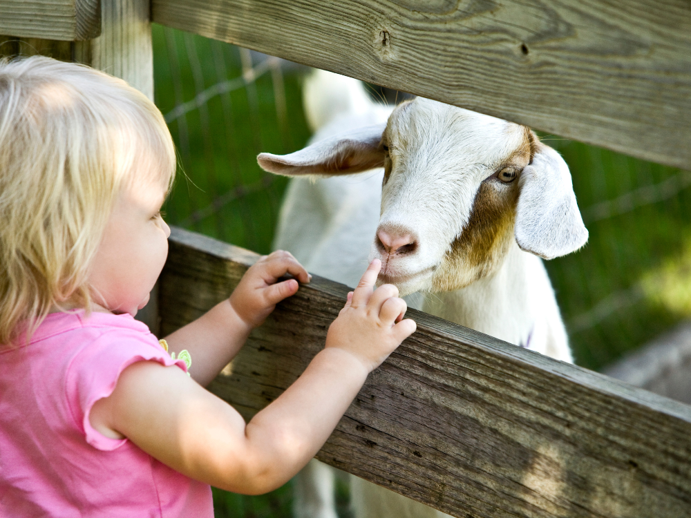 Kinderboerderij