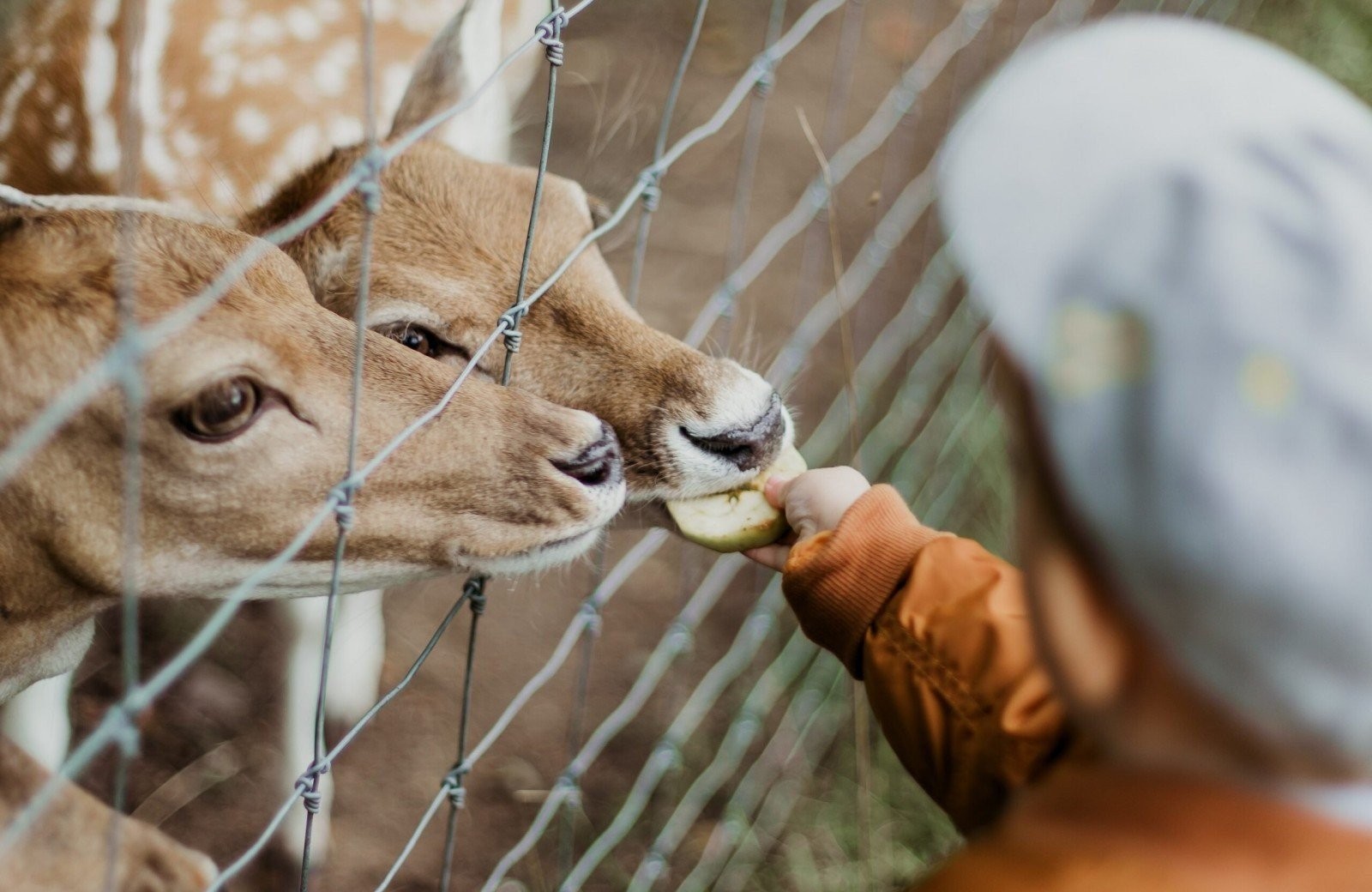 Vakantiepark met kinderboerderij