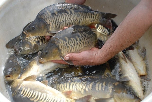 La pêche à la carpe à IJsselhof